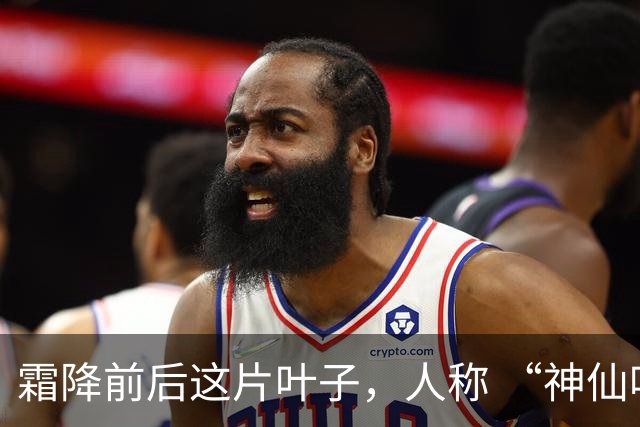 霜降前后这片叶子，人称 “神仙叶”！晒干熬汤泡水喝，润肺疏肝！